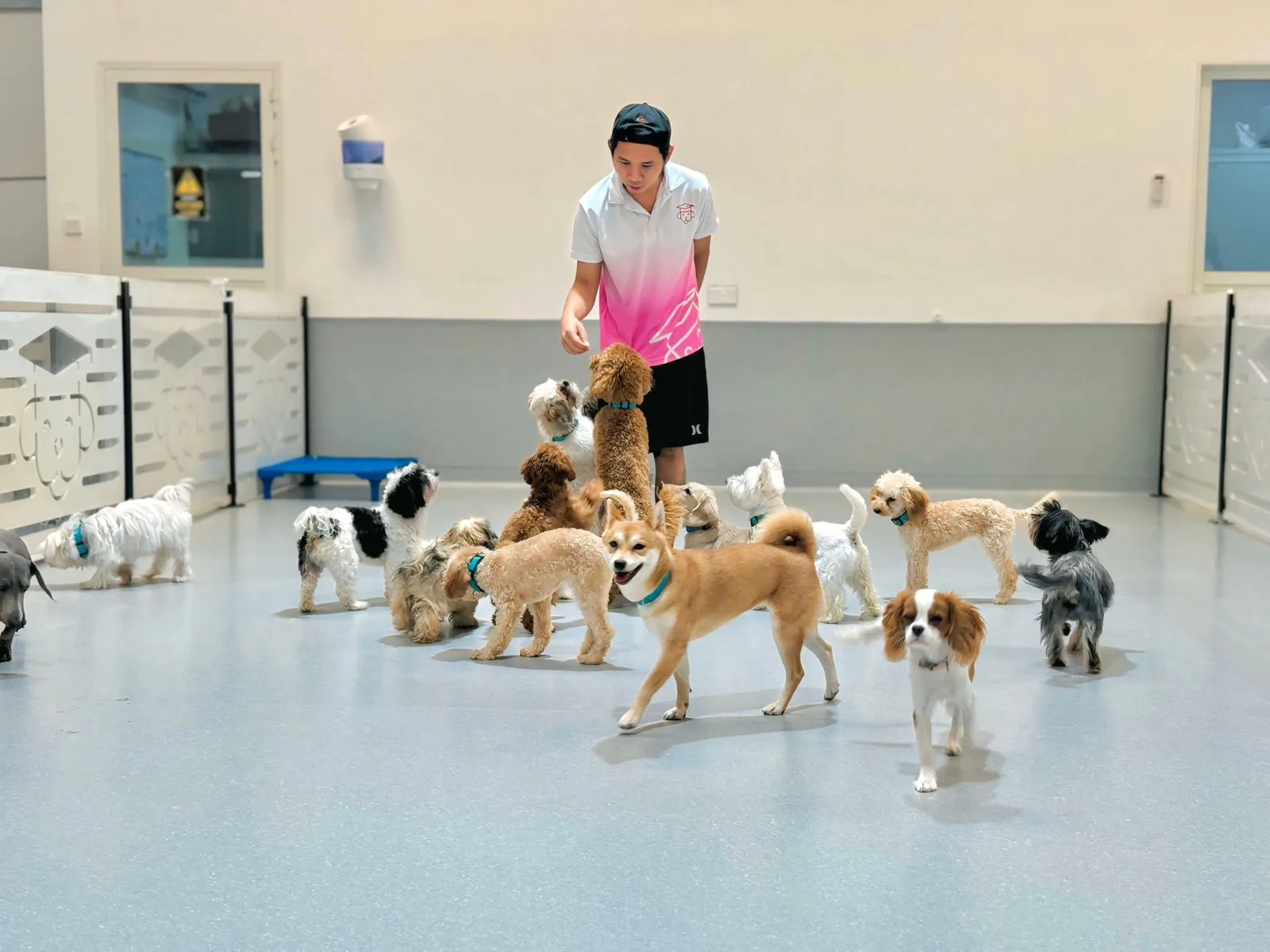 Boarding suite at Olivier Zoppi Abu Dhabi dog training centre in ICAD I