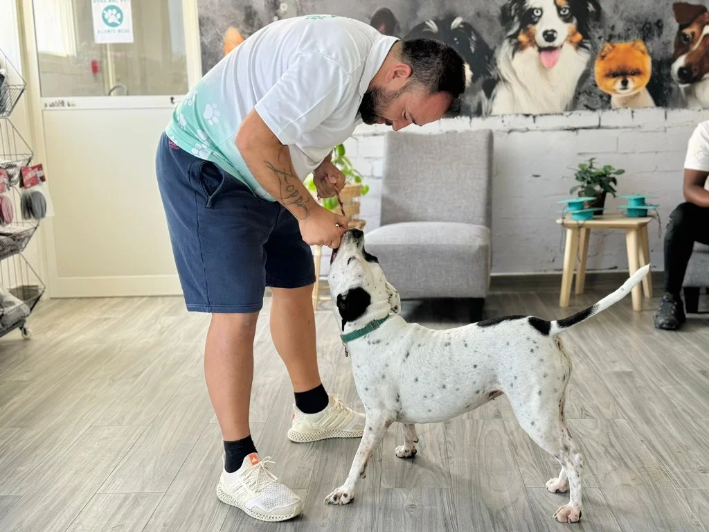 Zoppi Pets trainer working with a dog during a training session at a UAE preparation centre