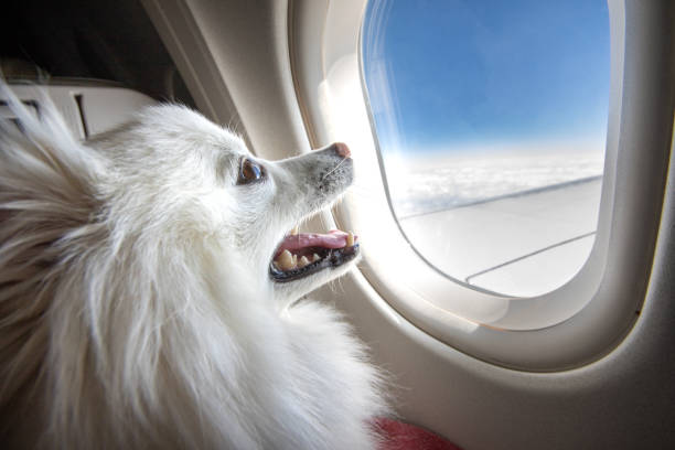 Guidelines for Pet Import and Arrival into the UAE